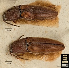 Procraerus ligatus•&copy; Ang Yuchen•CC BY 4.0