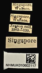Procraerus ligatus•All Rights ReservedMuseum Label