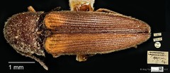 Procraerus ligatus•&copy; Ang Yuchen•CC BY 4.0