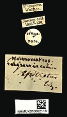Procraerus ligatus•All Rights ReservedMuseum Label