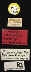 Xanthopenthes baumi•All Rights ReservedMuseum Label
