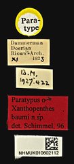 Xanthopenthes baumi•All Rights ReservedMuseum Label
