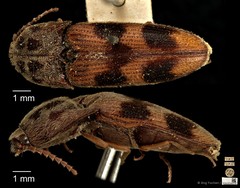 Xanthopenthes bifasciatus•&copy; Ang Yuchen•CC BY 4.0