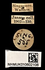 Xanthopenthes bifasciatus•All Rights ReservedMuseum Label