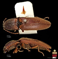 Xanthopenthes•&copy; Ang Yuchen•CC BY 4.0