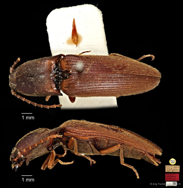 Xanthopenthes•&copy; Ang Yuchen•CC BY 4.0