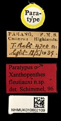 Xanthopenthes•All Rights ReservedMuseum Label
