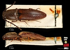 Xanthopenthes•&copy; Ang Yuchen•CC BY 4.0