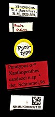 Xanthopenthes•All Rights ReservedMuseum Label
