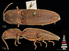 Xanthopenthes•&copy; Ang Yuchen•CC BY 4.0