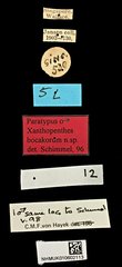 Xanthopenthes•All Rights ReservedMuseum Label