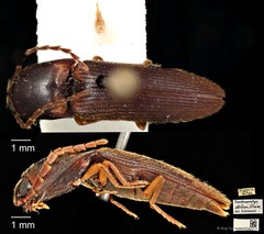Xanthopenthes•&copy; Ang Yuchen•CC BY 4.0
