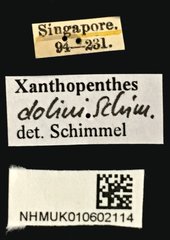 Xanthopenthes•All Rights ReservedMuseum Label