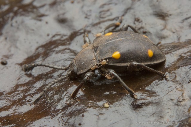 Eumorphus assamensis•&copy; Marcus Ng Fu Chuan•CC BY-NC-ND 4.0