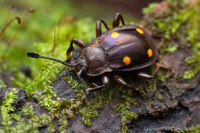 Eumorphus politus•&copy; Kenneth Chin•All Rights Reserved