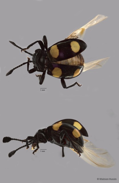 Eumorphus quadriguttatus•&copy; Maimon Hussin•All Rights Reserved