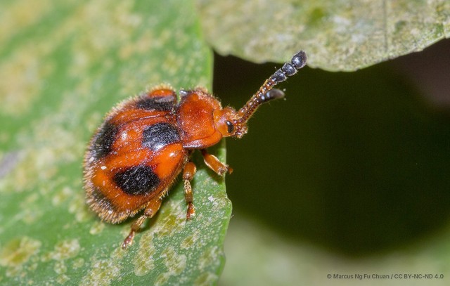 Stenotarsus pardalis•&copy; Marcus Ng Fu Chuan•CC BY-NC-ND 4.0