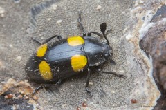 Episcapha (Episcapha) xanthopustulata•&copy; Marcus Ng Fu Chuan•All Rights Reserved