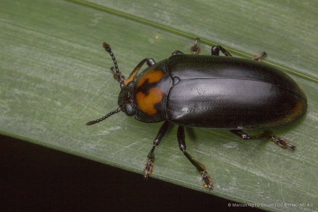 Micrencaustes (Micrencaustes) liturata•&copy; Marcus Ng Fu Chuan•CC BY-NC-ND 4.0