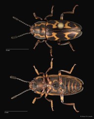 Micrencaustes (Micrencaustes) lunulata•&copy; Wan FA Jusoh•All Rights Reserved