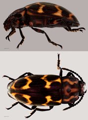 Micrencaustes (Micrencaustes) lunulata•&copy; Tan Wee Chye•All Rights Reserved