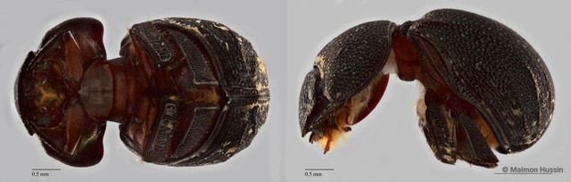 Ceratocanthinae sp. "ZRCBDP0071825"•&copy; Maimon Hussin•All Rights Reserved