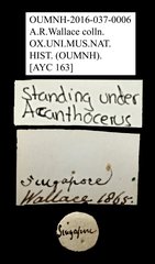 Ceratocanthus sp. "AYC 163"•All Rights ReservedMuseum Label