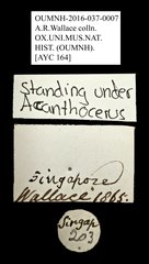 Ceratocanthus sp. "AYC 164"•All Rights ReservedMuseum Label