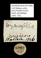 Hydrophilidae sp. "AYC 118"•All Rights ReservedMuseum Label