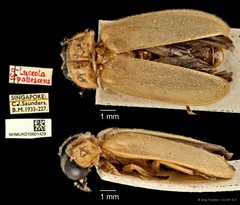 Abscondita pallescens•&copy; Ang Yuchen•CC BY 4.0
