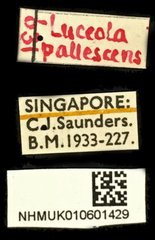 Abscondita pallescens•All Rights ReservedMuseum Label