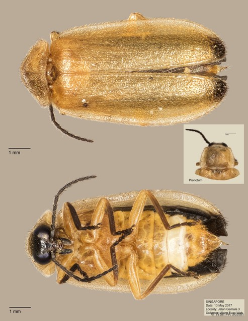 Colophotia sp. "cf. praeusta"•&copy; Wan FA Jusoh•All Rights Reserved