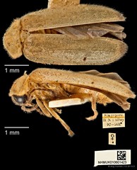 Colophotia brevis•&copy; Ang Yuchen•CC BY 4.0