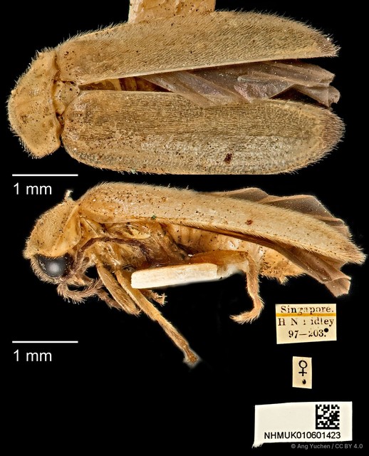 Colophotia brevis•&copy; Ang Yuchen•CC BY 4.0