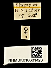 Colophotia brevis•All Rights ReservedMuseum Label