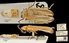 Colophotia brevis•&copy; Ang Yuchen•CC BY 4.0