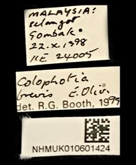 Colophotia brevis•All Rights ReservedMuseum Label