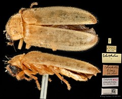Colophotia praeusta•&copy; Ang Yuchen•CC BY 4.0