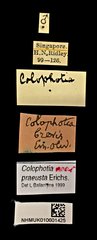 Colophotia praeusta•All Rights ReservedMuseum Label