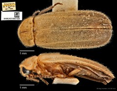 Curtos costipennis•&copy; Ang Yuchen•CC BY 4.0
