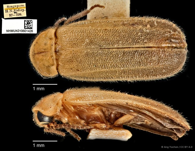 Curtos costipennis•&copy; Ang Yuchen•CC BY 4.0