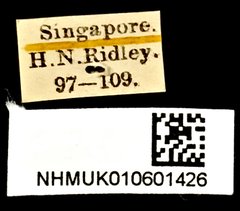 Curtos costipennis•All Rights ReservedMuseum Label