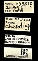 Pteroptyx bearni•All Rights ReservedMuseum Label