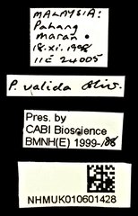 Pteroptyx valida•All Rights ReservedMuseum Label