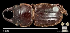 Aegus amictus•&copy; Ang Yuchen•CC BY 4.0