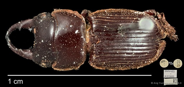 Aegus amictus•&copy; Ang Yuchen•CC BY 4.0