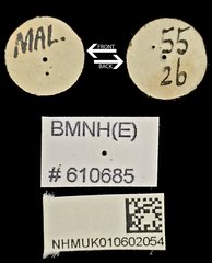 Aegus amictus•All Rights ReservedMuseum Label