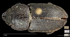 Aegus chelifer•&copy; Ang Yuchen•CC BY 4.0