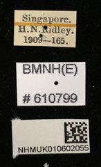 Aegus chelifer•All Rights ReservedMuseum Label
