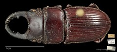 Aegus chelifer•&copy; Ang Yuchen•CC BY 4.0